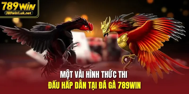 Một vài hình thức thi đấu hấp dẫn tại Đá Gà 789WIN